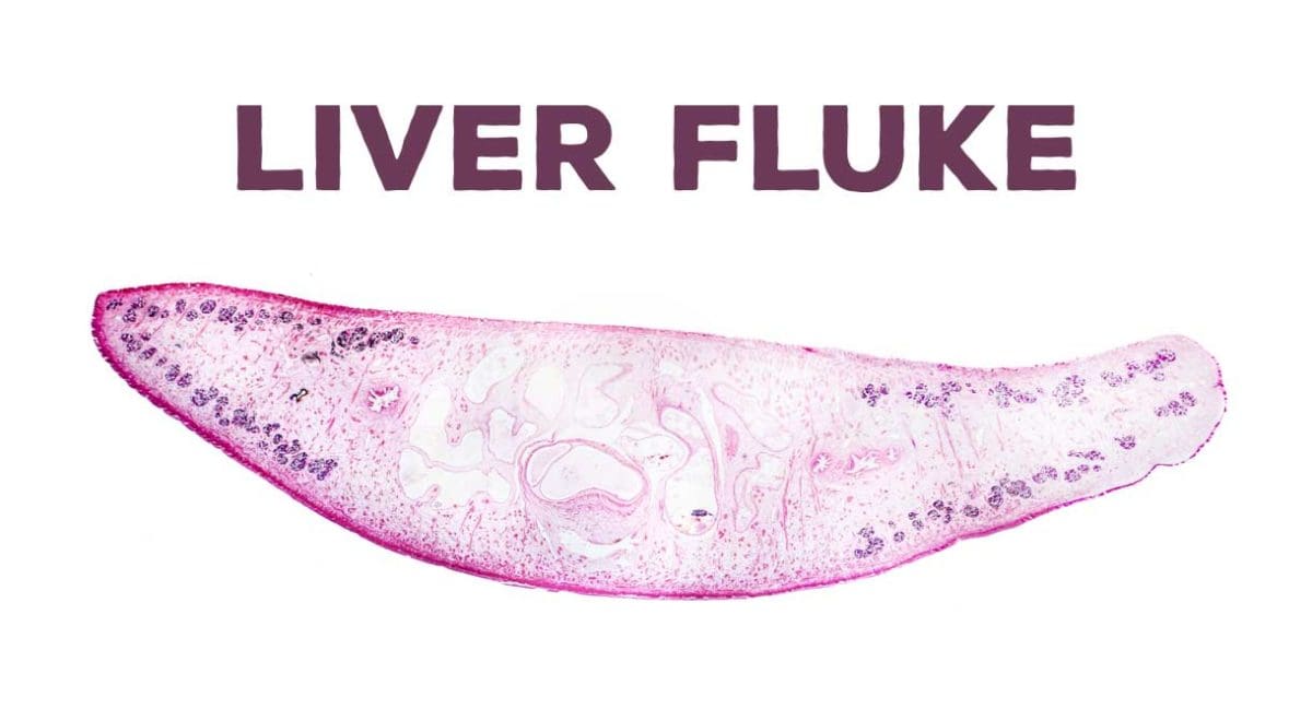 human liver fluke