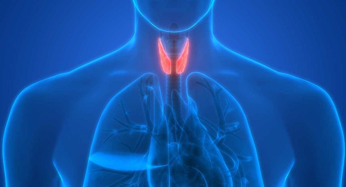 overactive-thyroid-gland-dr-sandra-cabot-md